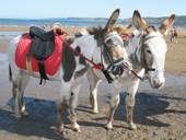 Donkeys on Scarborough Beach